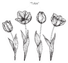 Hand Drawn And Sketch Tulips Flowers Sticker