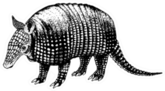 Hand Drawn Armadillo Retro Realistic Animal Sticker