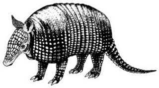 Hand Drawn Armadillo Retro Realistic Animal Sticker