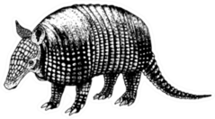 Hand Drawn Armadillo Retro Realistic Animal Sticker