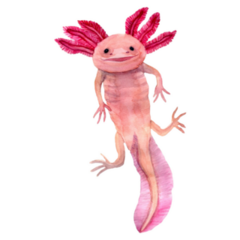 Hand Drawn Axolotl Pink Sticker