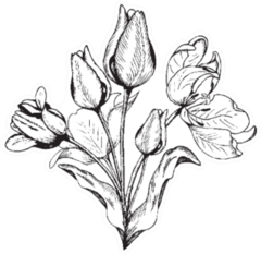 Hand Drawn Black And White Bouquet Of Tulips Sticker