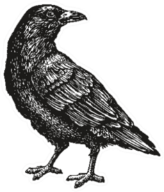 Hand-drawn Black Crow Bird Sketch Sticker