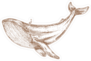 Hand Drawn Blue Whale Illustration Sticker