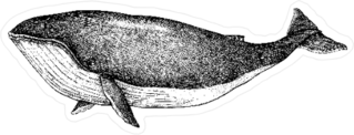 Hand Drawn Blue Whale Retro Style Sticker