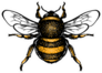 Hand Drawn Bumblebee Sticker