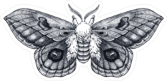 Hand Drawn Butterfly Tattoo Sticker