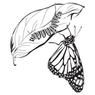 Hand Drawn Caterpillar And Butterfly Sketch Sticker