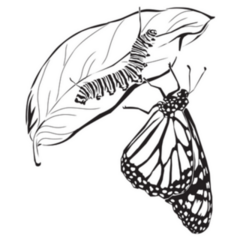 Hand Drawn Caterpillar And Butterfly Sketch Sticker