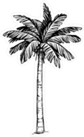 Hand Drawn Coconut Palm Tree Sticker