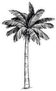 Hand Drawn Coconut Palm Tree Sticker