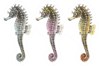 Hand Drawn Collection Seahorses Sticker