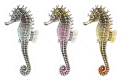 Hand Drawn Collection Seahorses Sticker