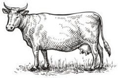 Hand Drawn Cow. Sketch Vector Illustration Sticker