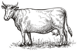 Hand Drawn Cow. Sketch Vector Illustration Sticker