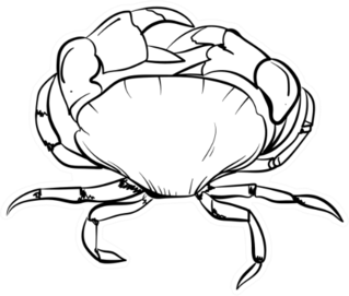 Hand Drawn Crab Line Drawing Sticker