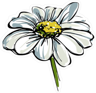 Hand Drawn Daisy Sticker