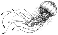 Hand Drawn Doodle Jellyfish Sticker