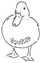 Hand Drawn Duck Animal Illustration Sketch Sticker