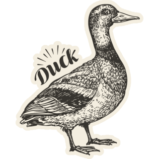 Hand-drawn Duck Bird, Mallard, Farm Animal Sketch Sticker