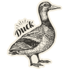 Hand-drawn Duck Bird, Mallard, Farm Animal Sketch Sticker