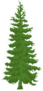 Hand Drawn Fir Tree Cartoon Style Sticker