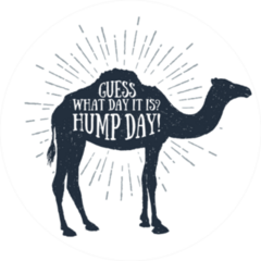 Hand Drawn guess What Day It Is? Hump Day! Camel Sticker