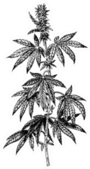 Hand Drawn Hemp Plant With Cones Sketch Sticker