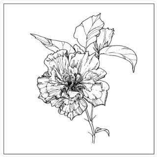 Hand Drawn Illustrated Hibiscus Branch With Flowers Sticker