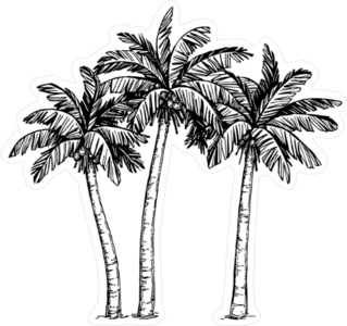 Hand Drawn Illustration Of Coconut Palm Trees Sticker
