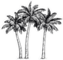 Hand Drawn Illustration Of Coconut Palm Trees Sticker