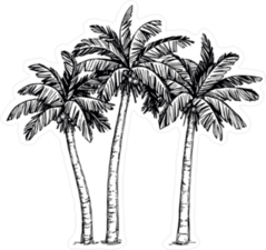 Hand Drawn Illustration Of Coconut Palm Trees Sticker
