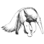 Hand Drawn Illustration Of Giant Anteater Sticker