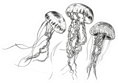 Hand Drawn Jellyfish Sea Collection Sticker