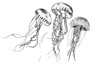 Hand Drawn Jellyfish Sea Collection Sticker