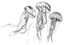 Hand Drawn Jellyfish Sea Collection Sticker