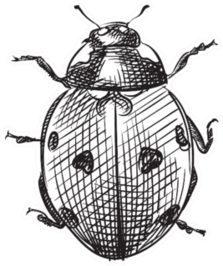 Hand Drawn Ladybug Sketch Sticker