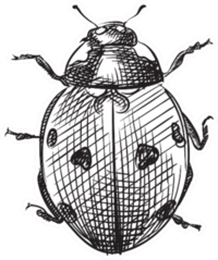 Hand Drawn Ladybug Sketch Sticker