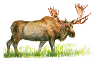 Hand Drawn Moose Illustration Sticker