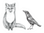 Hand Drawn Pencil Illustration Of A Fox And Crow Sticker