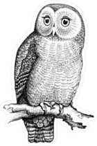 Hand Drawn Perched Owl Sticker