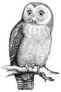 Hand Drawn Perched Owl Sticker