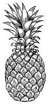 Hand Drawn Pineapple Fruit Sketch Sticker