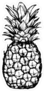 Hand Drawn Pineapple Fruit Sticker