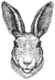 Hand-drawn Portrait Of Rabbit Sticker