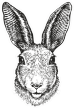 Hand-drawn Portrait Of Rabbit Sticker