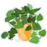 Hand Drawn Potted Plant Stickers