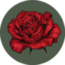 Hand Drawn Red Rose On Green Background Sticker