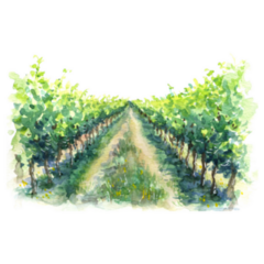 Hand Drawn Rural Scene Of Vineyard In Italy Watercolor Sticker