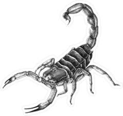 Hand Drawn Scorpion Illustration Sticker